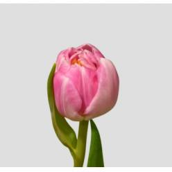 Tulipan Hol. Double Voque  35cm Fuc.
