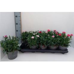 P. Clavel/Dianthus Hol. Osc Mix 12/22cm "CC10"