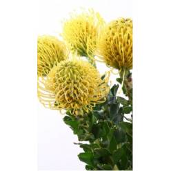 Protea Nutans High Gold 30cm Am.