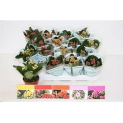 P. Kalanchoe B Ge Mixta 5Kl 8/15cm "CC16"