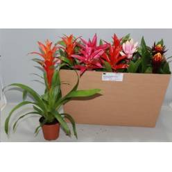 P. Guzmania Mixta 5 Srt 12/45cm x10