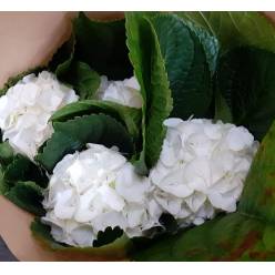 Hortensia Hol. Allure 60cm �20/22