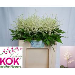 Astilbe Whasinthong "KOK" 55cm
