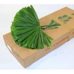 Hoja Raphis Cortado x10 Hoj. 52cm