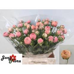 Ranunculos Hol. Aazur Salmon 45cm 20gr (7 Dias-2�)