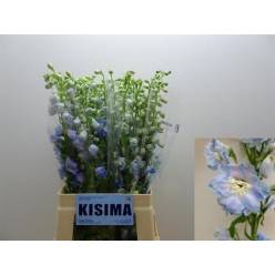 Delphinium Hol. El Magic Skyblue Whitebee 50cm "T10"