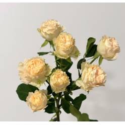 Ramificada Summerrose 60cm
