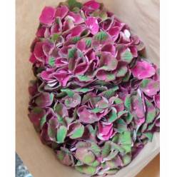 Hortensia Hol. Mag. Charlottte 60cm 16/18 Bic.