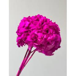 Hortensia Preservada Fucsia 20x30Hcm