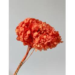 Hortensia Preservada Peach 20x30Hcm