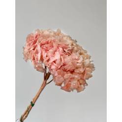 Hortensia Preservada Rosa 20x30Hcm