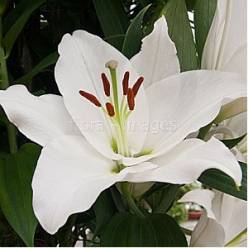 Oriental Hol. Bl. Proposal 90cm 2 flor (Suprem )