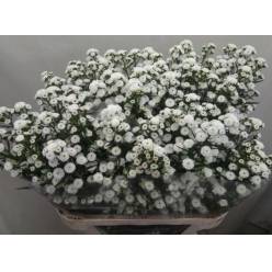 Aster Hol. Nb Pompon 85cm 40gr x25