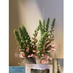 Digitalis Hol. Purpurea 70cm