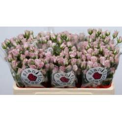 Ramificada Lavander Queen 70cm