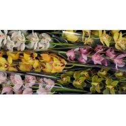 Cymbidium x6 Mixta 70cm