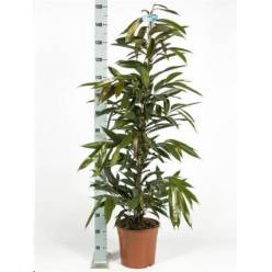 P. Ficus Bin Amstel King 27/150cm