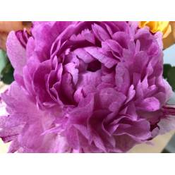Peonia Hol. The Fawn 60cm x5 Rs. "AAA"