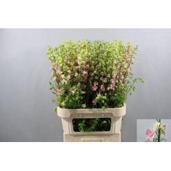 Delphinium Hol. Cons R Q Light Pink 80cm