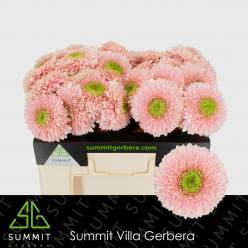 Gerbera Hol. Gb Himalia Rs.