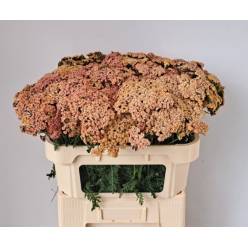 Achilea Hol. Lachsschon 55cm