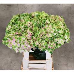 Hortensia Hol. Amethyst 65cm �16/18 Bic.