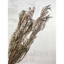 Grevillea Seca Ivanhoe 65cm 115g