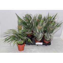 P. Ananas Amigo 12/35cm x6