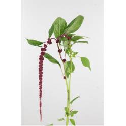 Amaranthus Hol. Red Cord 75cm