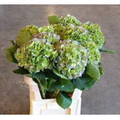 Hortensia Hol. Verena Blue Classic 80cm �22/24