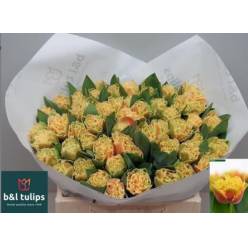 Tulipan Hol. Dentado Brisbane 35cm Ama