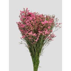 Limonium Nac. "Mazo" Hibrido Rosa 80cm "T25"