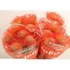 Protea Nutans Succession Roja 45cm x5