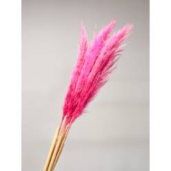 Cortaderia Hol. Tintado Cerise 120cm x5
