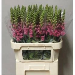 Antirrhinum Hol. Avignom Cherry Rose 80cm