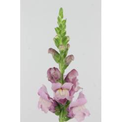 Antirrhinum Hol. Poto Lavander 75cm