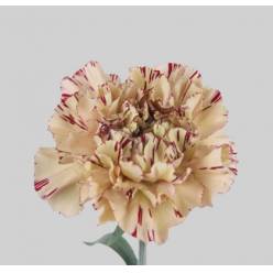 Clavel Hol. 60cm Viper Bic.