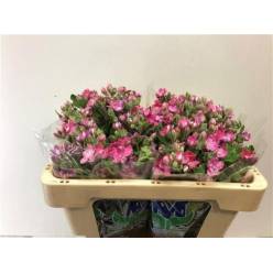 Oxypetalum Pink Harmony 50cm x25