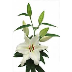 Oriental Hol. Bl. Premium Blond 90cm 3 fl.
