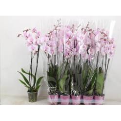 P. Phalaenopsis Ov. Rosa 12/75cm 2T x10 Piko.P.
