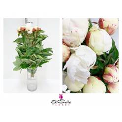 Peonia Hol. Elsa Sass 60cm "AAA"