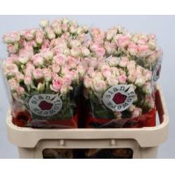 Ramificada Good Mood 60cm