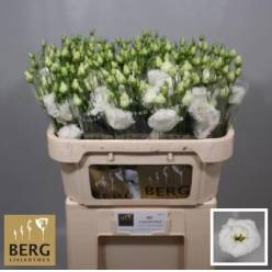 Lisiantus Hol. Alissa Pure White 70cm 55gr "T10"
