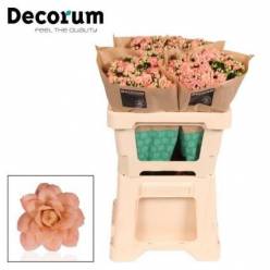 Kalanchoe Hol. Diamond Salmon 50cm