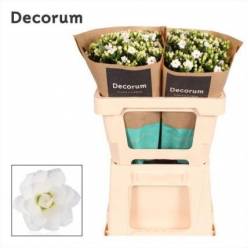 Kalanchoe Hol. Diamond White 50cm
