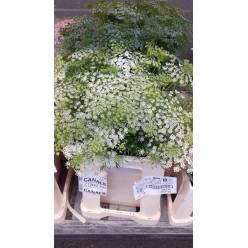 Ammis Majus 70cm