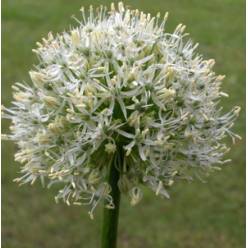 Allium White Giant 90cm