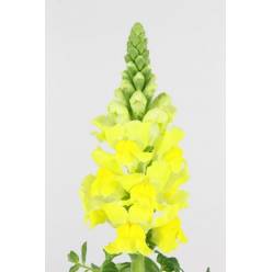 Antirrhinum Hol. Legend Yellow 75cm