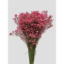 Limonium Nac. "Mazo" Hibrido Fucsia 80cm "T25"