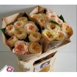 Rosa Hol. Priscilla 50cm